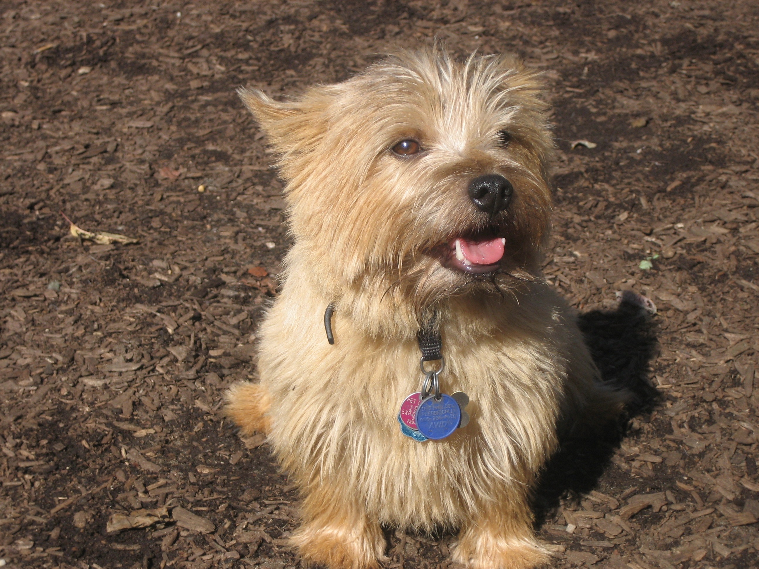 doggie day at the park