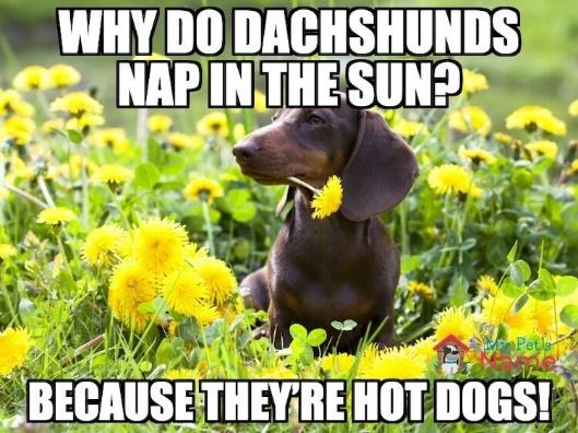 Fun Dog Mom Gifts Sure To Get A Laugh - The Salty Pun Shop
