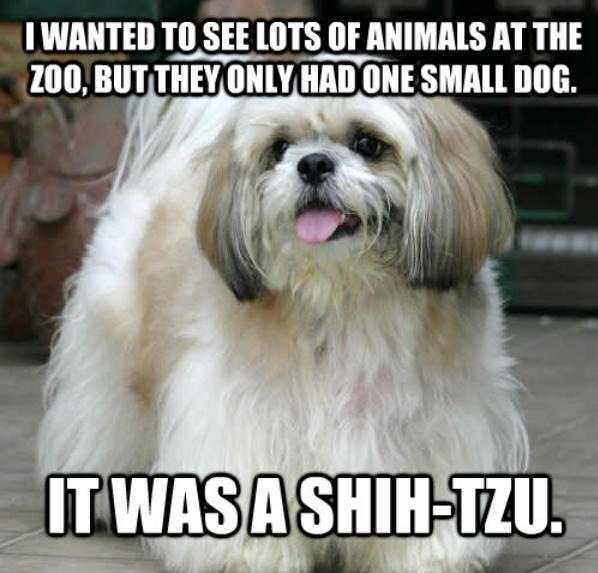Amazing/Awful Dog Jokes: 24 Quips to Celebrate National Joke Day